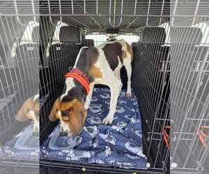 Rudy - Male Treeing Walker Coonhound-Unknown Mix Dog for Adoption - Photo #9
