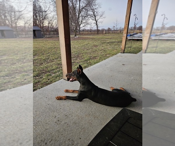 Medium Photo #2 Doberman Pinscher Puppy For Sale in TIPTON, MO, USA