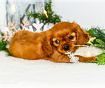 Small #7 Cavalier King Charles Spaniel