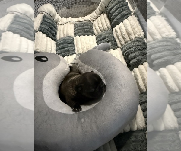 Medium Photo #4 French Bulldog Puppy For Sale in OPP, AL, USA