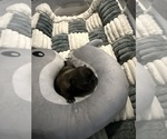 Small #3 French Bulldog