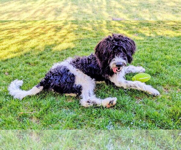 Medium Photo #3 Poodle (Standard)-Unknown Mix Puppy For Sale in Sandy, UT, USA