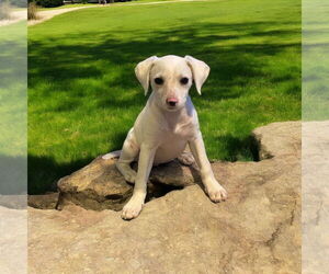 Mutt Dogs for adoption in Menifee, CA, USA