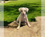 Small Mutt