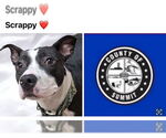 Small American Pit Bull Terrier Mix