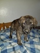 Small Photo #16 Golden Shepherd Puppy For Sale in WAUSEON, OH, USA