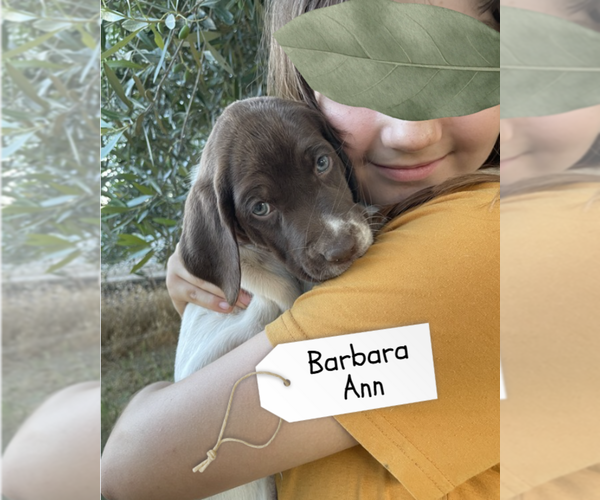 Medium Photo #40 Pointer Puppy For Sale in SACRAMENTO, CA, USA