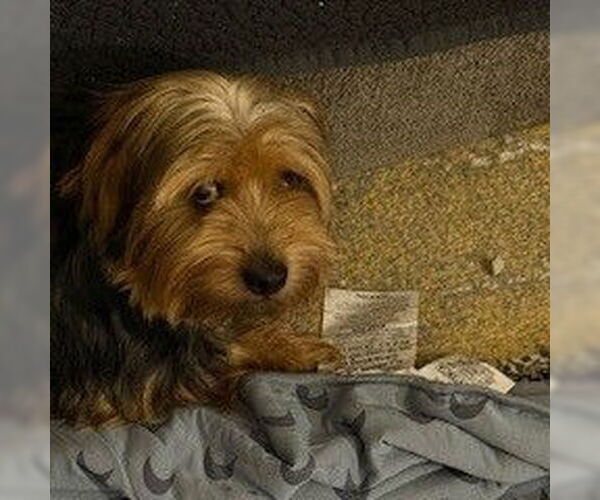 Medium Photo #3 Mutt Puppy For Sale in Fargo, ND, USA