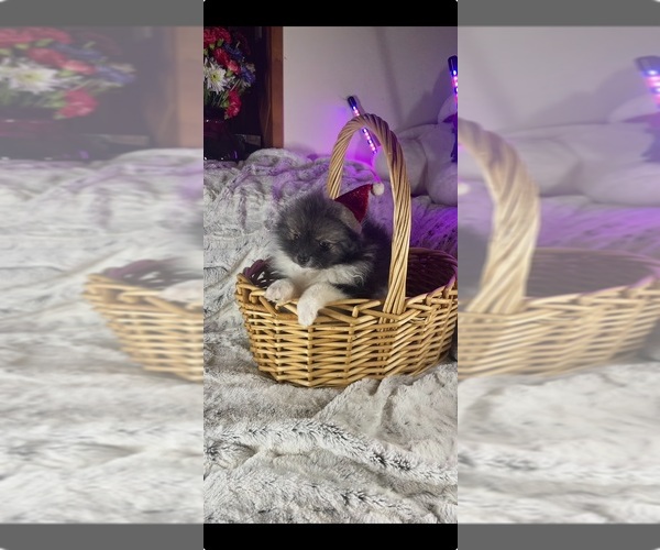 Medium Photo #11 Pomeranian Puppy For Sale in HARRISVILLE, MI, USA