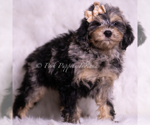 Medium Photo #4 Goldendoodle (Miniature) Puppy For Sale in WARSAW, IN, USA