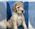 Small Photo #1 Goldendoodle Puppy For Sale in MIAMI, FL, USA