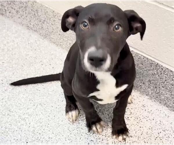Medium Photo #2 Mutt Puppy For Sale in Houston, TX, USA