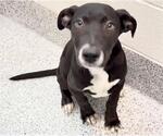 Small #1 Mutt