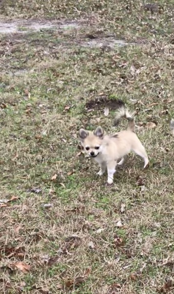 Medium Photo #20 Chihuahua Puppy For Sale in CHARLESTON, SC, USA