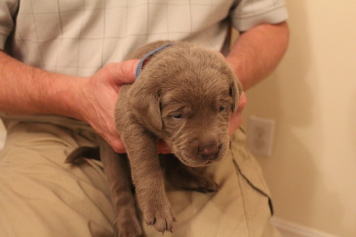 Medium Photo #1 Labrador Retriever Puppy For Sale in MANASSAS, VA, USA