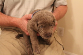 Labrador Retriever Puppy for sale in MANASSAS, VA, USA