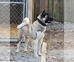 Small Photo #1 Akita Puppy For Sale in MEM, TN, USA
