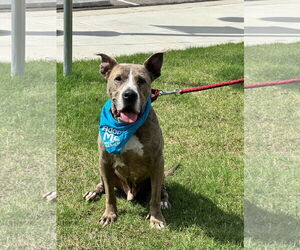 Taz - Male Great Dane-Unknown Mix Dog for Adoption - Photo #15