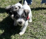Puppy Romeo Schnauzer (Miniature)