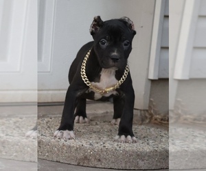 American Bully Puppy for sale in CHAMPAIGN, IL, USA