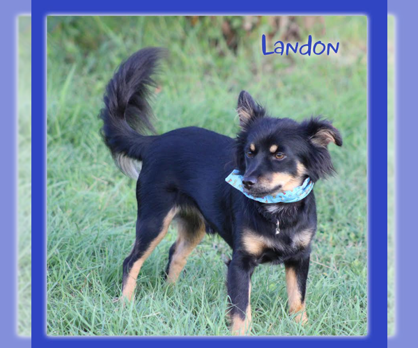 Medium Photo #2 Chihuahua-Colonial Cocker Spaniel Mix Puppy For Sale in Cranston, RI, USA