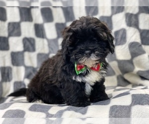 ShihPoo Puppy for sale in LAKELAND, FL, USA