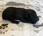 Small #4 Labradoodle