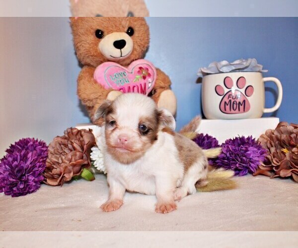 Medium Photo #4 Chihuahua Puppy For Sale in CHARLESTON, AR, USA