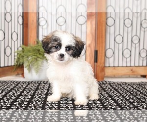 Zuchon Puppy for sale in NAPLES, FL, USA