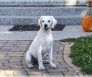 Golden Retriever Puppy for sale in SYRACUSE, IN, USA