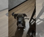 Small Photo #15 American Bully-Boxer Mix Puppy For Sale in HAMMOND, IN, USA