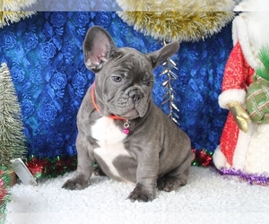 French Bulldog Puppy for sale in BOSTON, MA, USA