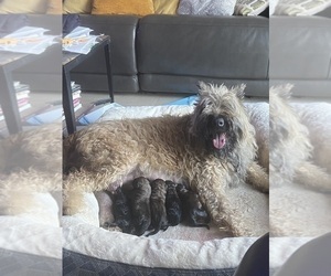Mother of the Bouvier Des Flandres puppies born on 10/08/2023