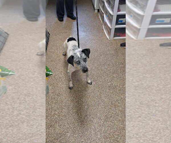 Medium Photo #1 Mutt Puppy For Sale in Maryville, TN, USA