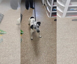 Mutt Dogs for adoption in Maryville, TN, USA
