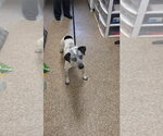 Small Mutt