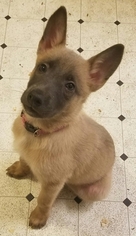 Belgian Malinois-Dutch Shepherd Dog Mix Puppy for sale in DOBBINS, CA, USA