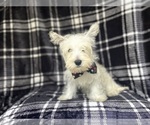 Small #1 West Highland White Terrier