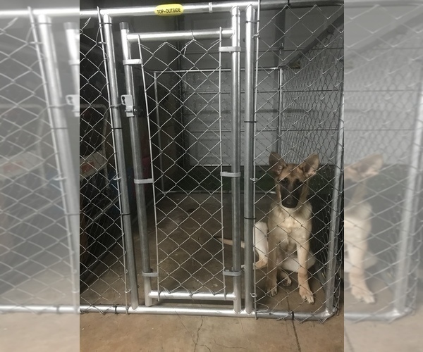 Medium Photo #2 German Shepherd Dog Puppy For Sale in DOUGLASVILLE, GA, USA