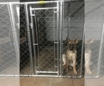 Small Photo #2 German Shepherd Dog Puppy For Sale in DOUGLASVILLE, GA, USA