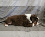 Small Photo #5 Australian Shepherd Puppy For Sale in FLORESVILLE, TX, USA