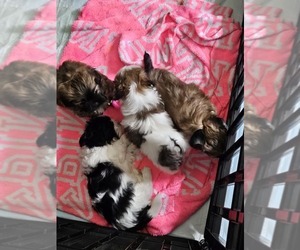 Shih Tzu Litter for sale in BENTON, IL, USA