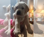 Small Photo #9 Labrador Retriever Puppy For Sale in NORTH ATTLEBORO, MA, USA