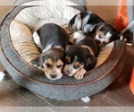Small Photo #3 Beagle Puppy For Sale in CENTRALIA, WA, USA