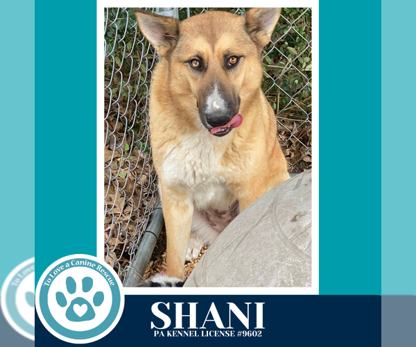 Medium Photo #4 German Shepherd Dog-Unknown Mix Puppy For Sale in Kimberton, PA, USA