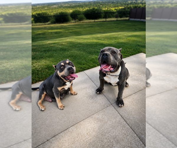 Medium Photo #3 American Bully Puppy For Sale in COPPERAS COVE, TX, USA