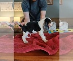 Small #2 Beagle