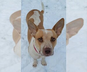 Kona - Female American Staffordshire Terrier-Unknown Mix Dog for Adoption - Photo #3