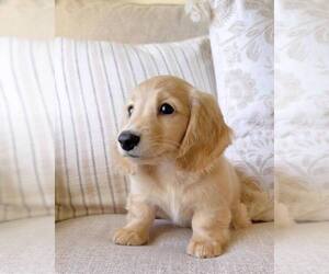 Dachshund Puppy for sale in BRIELLE, NJ, USA