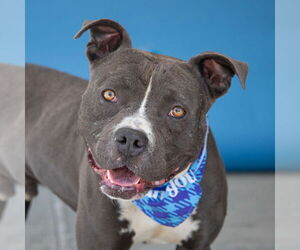 American Pit Bull Terrier-Unknown Mix Dogs for adoption in Pasadena, CA, USA